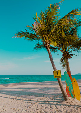 playa y mar con tablas de surfing apoyadas en palmeras