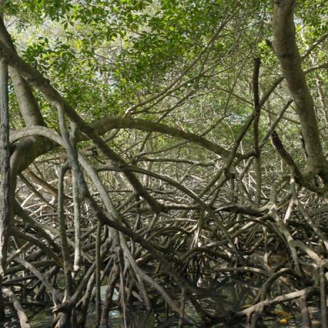 Cuida y respeta la flora Hoteles Decameron Cuida y respeta la flora Hoteles Decameron