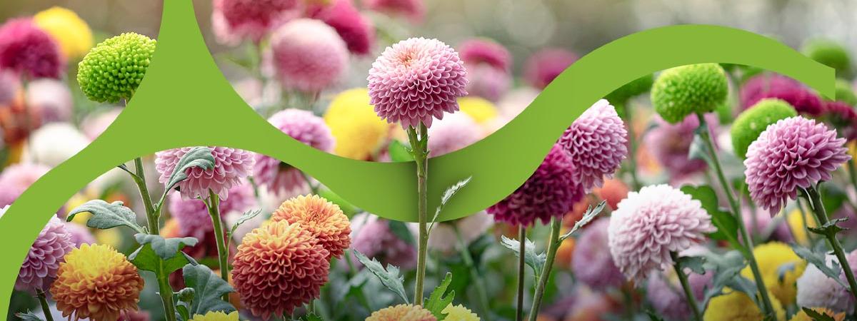 Hoteles Decameron Hoteles Decameron