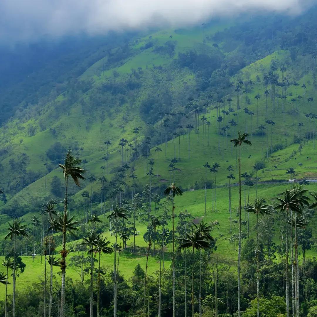 Experiencias Decameron: Heliconias + Cocora y Salento Hoteles Decameron Experiencias Decameron: Heliconias + Cocora y Salento Hoteles Decameron