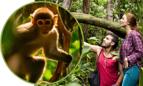 ¡Vive la magia de la selva! Hoteles Decameron ¡Vive la magia de la selva! Hoteles Decameron